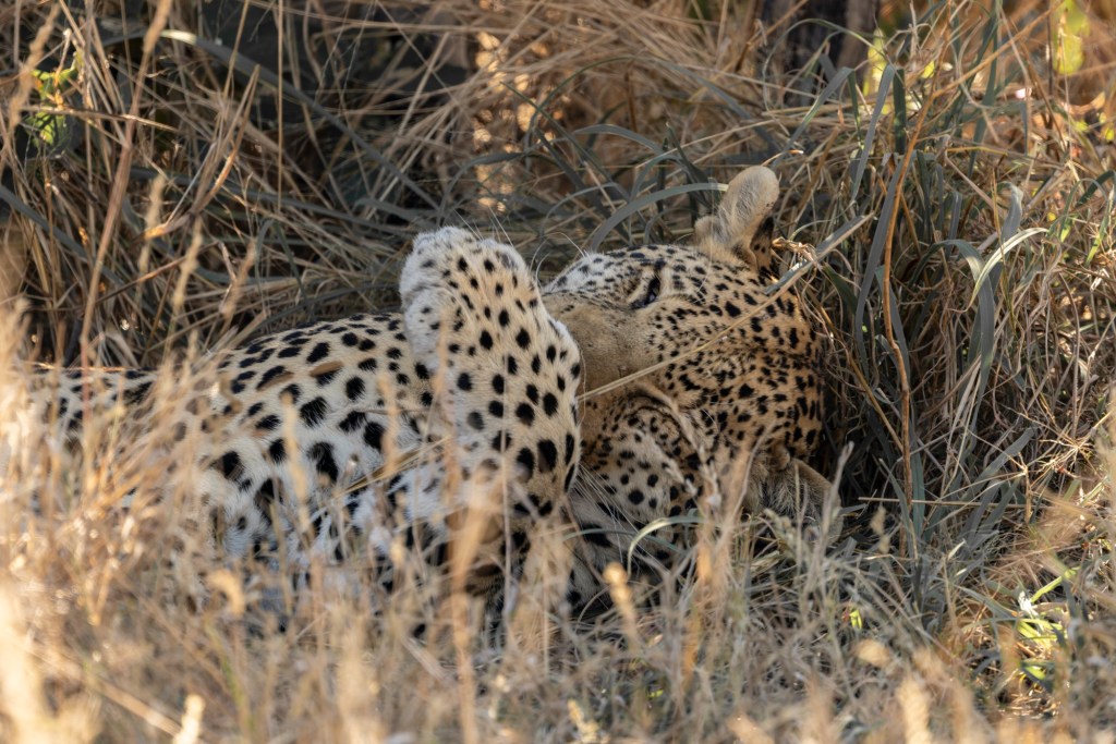 Day Five: The Greedy Leopard and The Dead&nbsp;Buffalo